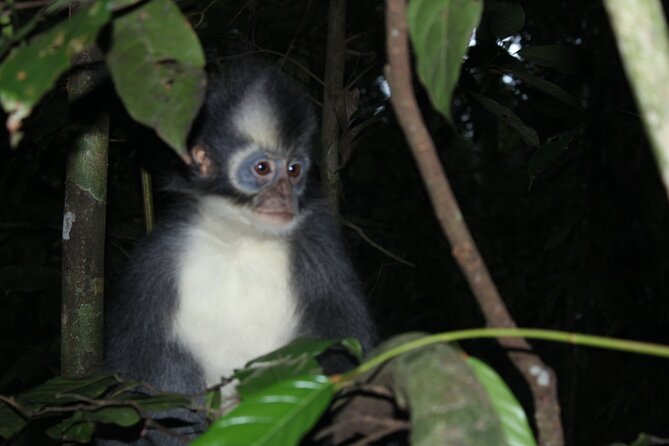 Bukit lawang tour 3days-2 night jungle trekking including rafting - Day 1 Gunung Leuser trek: rainforest walking plus real guide talk