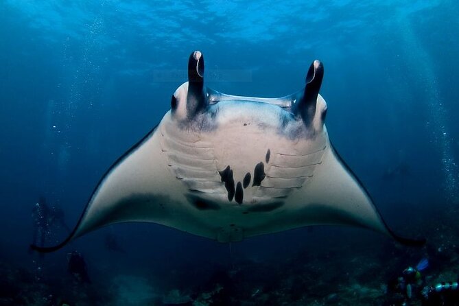 Certified Scuba Dive with Manta Rays (Open Water Diver minimum) - Key highlights to plan around
