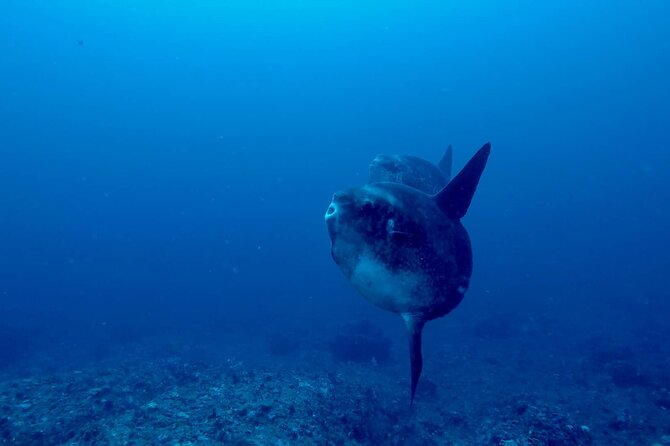 Certified Scuba Dive with Manta Rays (Open Water Diver minimum) - Manta Point and Crystal Bay: what makes this route special