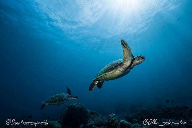 Certified Scuba Dive with Manta Rays (Open Water Diver minimum) - Schedule reality: 8:30am meet, 9:30am departure, back by 2:00pm