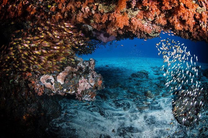 Day Trip certified divers - 3 Dives in Tulamben (pick-up & drop-off included) - Instructors and support: private attention that matters for certified people
