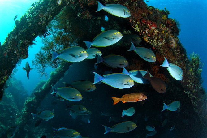 Day Trip certified divers - 3 Dives in Tulamben (pick-up & drop-off included) - Your full day in Tulamben: timing that affects comfort