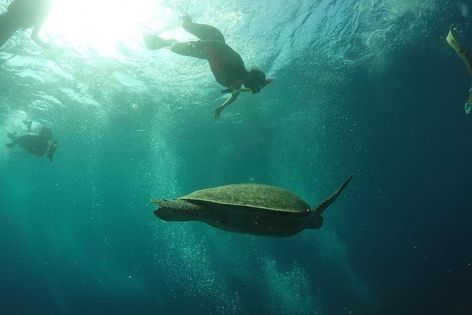 Day Trip Gili Trawangan, Gili Meno, Gili Air (Depart Lombok) - Stop 2, Gili Meno Turtle Sanctuary for calmer, turtle-first water