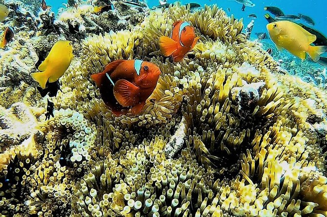 Day Trip Secret Island West Of Lombok - How this West Lombok secret-island day trip is set up