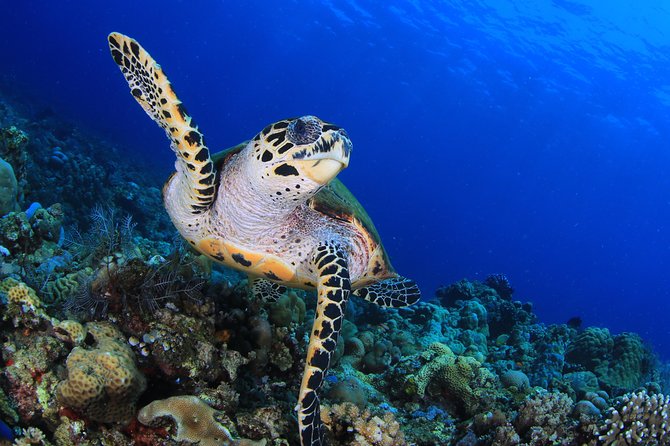 Discover Scuba Diving - Key facts at a glance