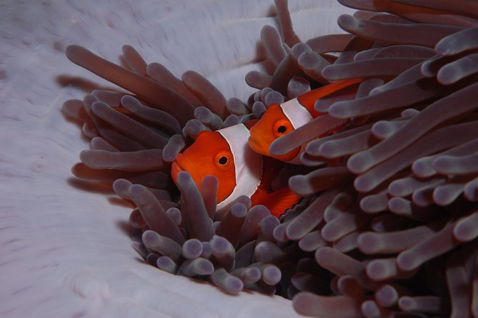 Discover Scuba Diving - Who should book this intro scuba session (and who might not)
