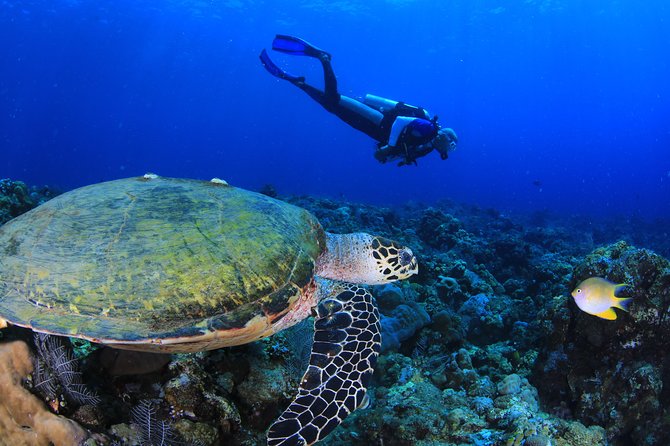 Discover Scuba Diving - Should you book Discover Scuba as your first scuba day?