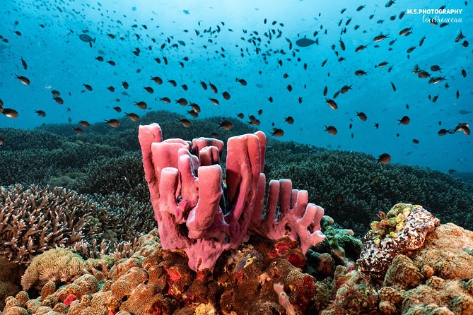 Discover Scuba Diving in Pemuteran - Diving Initiation in Bali (Menjangan Park) - Gear, Comfort, and Safety Practices You Can Expect