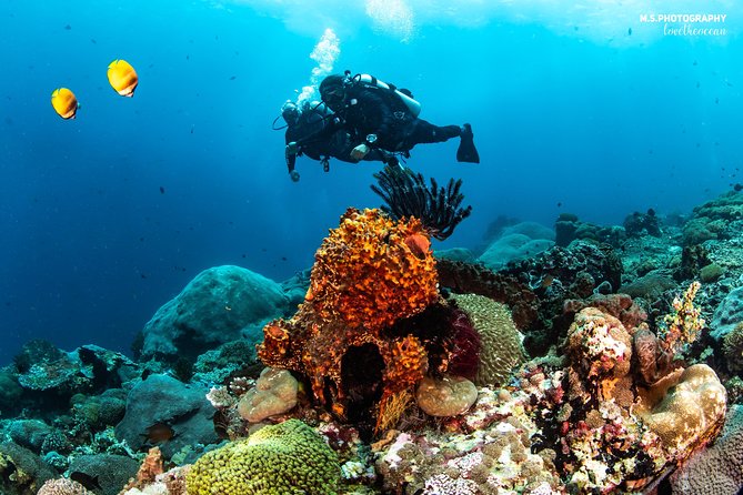 Discover Scuba Diving in Pemuteran - Diving Initiation in Bali (Menjangan Park) - Cost and Value: What Your $110.05 Covers