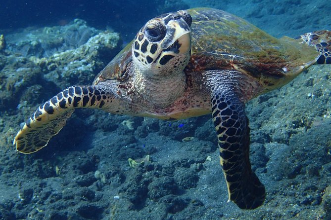 Discover Scuba Diving in Pemuteran - Diving Initiation in Bali (Menjangan Park) - How to Plan Your Day: Pemuteran to Pantai to Menjangan Island