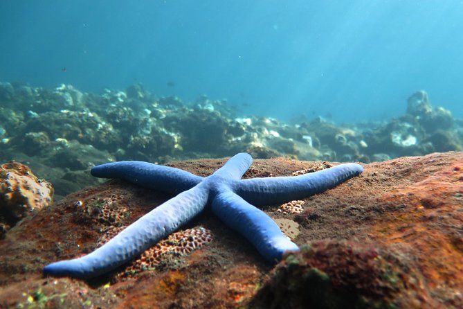 Discover Scuba Diving Tulamben Bali For Non-Certified Divers - Key things I’d bet on before you book