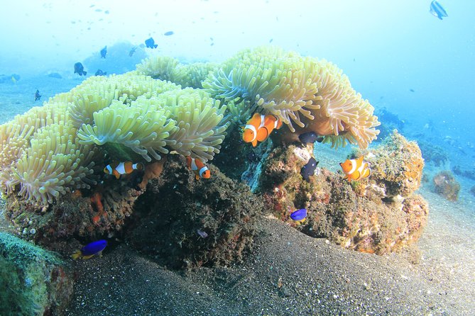Discover Scuba Diving Tulamben Bali For Non-Certified Divers - USAT Liberty Shipwreck: why this site is such a big deal
