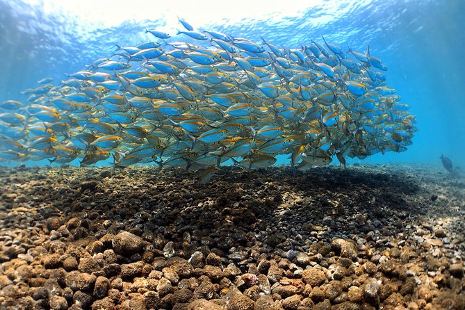 Discover Scuba Diving Tulamben Bali For Non-Certified Divers - Pool practice and theory: how they make non-certified feel ready