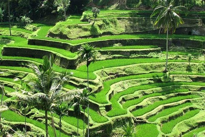 Discover the best waterfalls in Ubud and rice terraces tour - Sacred Monkey Forest Sanctuary: what to expect with about 700 macaques