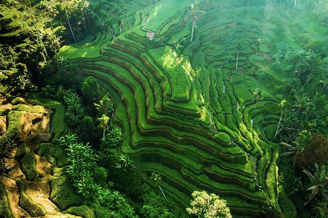 Discover Ubud: Exotism Ubud and Optional Meet the Bali Shaman - The big idea: a one-day Ubud loop that stays comfortable