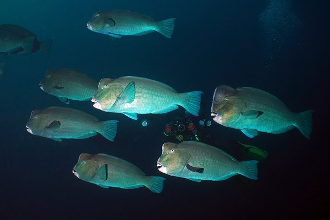 Diving at Tulamben Liberty Shipwreck 2 dives for certified divers - Key things to know before you book