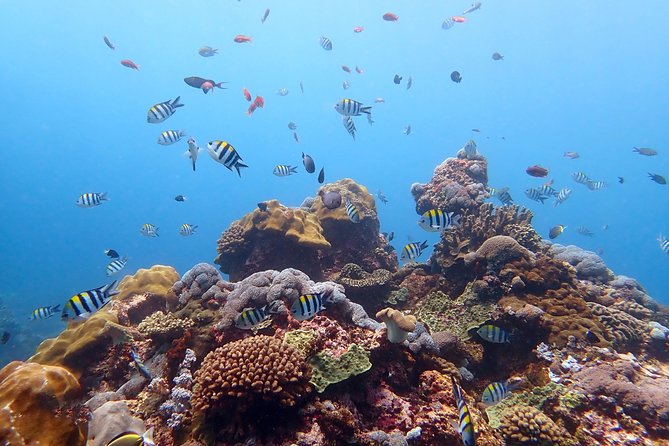Diving at Tulamben Liberty Shipwreck 2 dives for certified divers - Price and value: what $143 includes for a full day in Tulamben