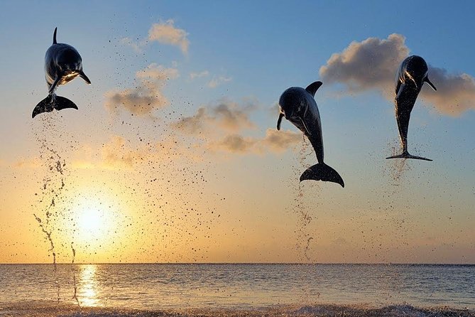 Dolphin Tour and Sunrise Watching in Lovina Beach - All Inclusive - Pickup from Ubud and around Bali, the early start you should plan for