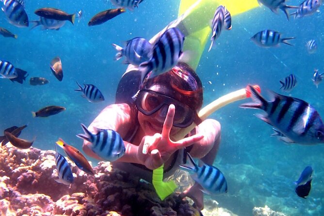 Dolphin Watching Tour, Swimming with Dolphins and Snorkeling - On the boat hunting dolphins, what changes day to day