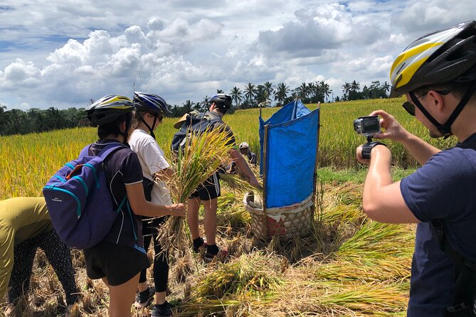 Downhill Cycling Ubud with Volcano, Rice Terrace and Educational - The Educational Stops: Rice Fields and Balinese Culture Up Close