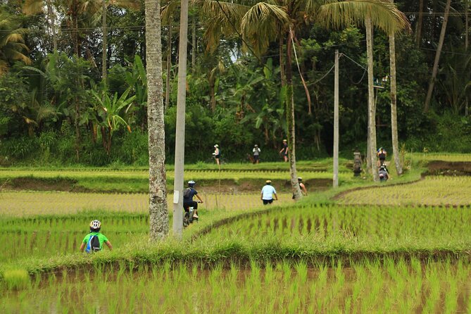 Downhill Cycling Ubud with Volcano, Rice Terrace and Educational - Who Should Book This and Who Should Skip It