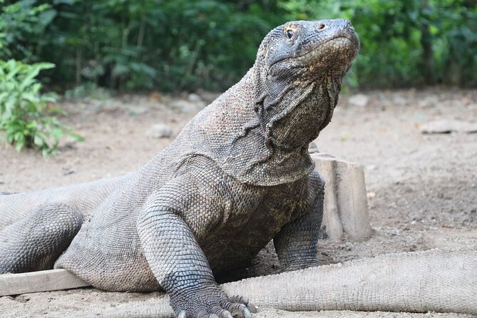 Early Bird Speedboat Group Tour : Explore Komodo Ahead of Crowds - Lunch on a Tight Schedule, Then Off to Taka Makassar