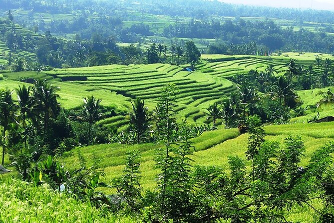 Electric bicycle tour in Jatiluwih UNESCO site - Who should book this Jatiluwih e-bike tour?