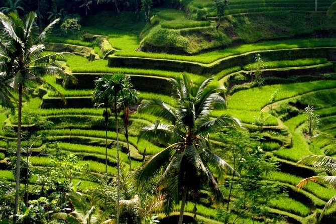 Exclusive Ubud Experience: Nature, Culture & Adventure in One Day - Key highlights at a glance