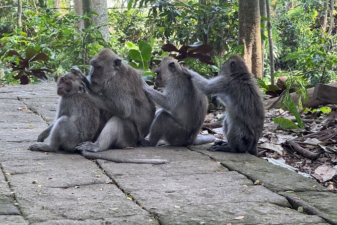 Exclusive Ubud Experience: Nature, Culture & Adventure in One Day - Sacred Monkey Forest Sanctuary: close encounters and smart boundaries