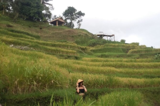 Experience Full Day to Bali Swing Temple and Monkey Forest - Rice terraces and the Monkey Forest: plan for walking, phones, and timing