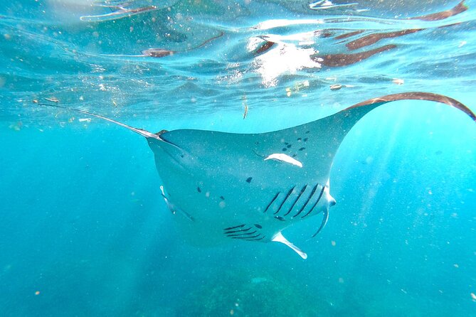 Explore 4 iconic snorkeling spots of Manta Bay in Nusa Penida - Stop-by-stop: the underwater highlights you can expect
