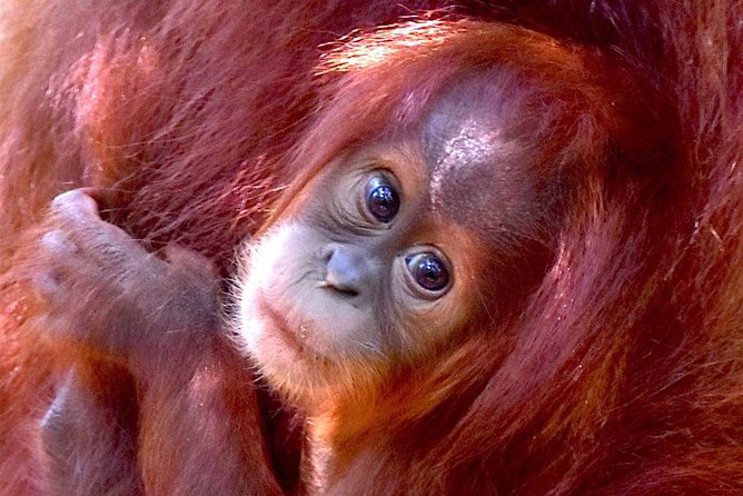 FAMILY JUNGLE TOUR: Orangutan Trek (4-hours hike) by EcoTravel Bukit Lawang - Key highlights at a glance