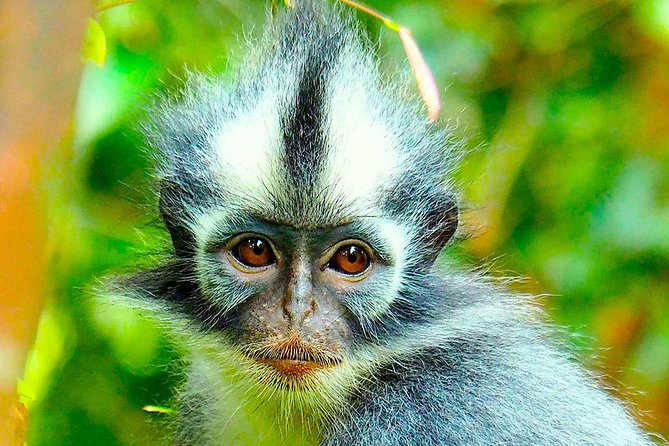 FAMILY JUNGLE TOUR: Orangutan Trek (4-hours hike) by EcoTravel Bukit Lawang - Why this half-day Orangutan trek fits families and first-timers