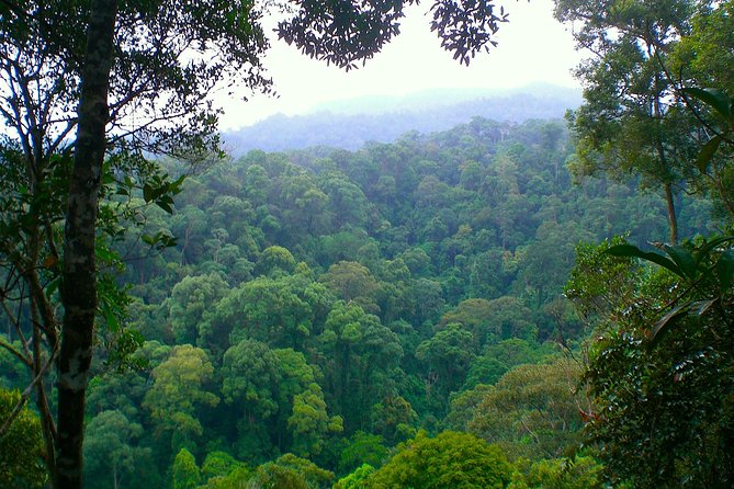 FAMILY JUNGLE TOUR: Orangutan Trek (4-hours hike) by EcoTravel Bukit Lawang - Orangutans in the wild: how to think about sightings