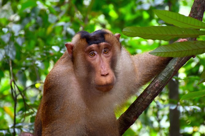 FAMILY JUNGLE TOUR: Orangutan Trek (4-hours hike) by EcoTravel Bukit Lawang - What you get for the money, plus the costs to plan for