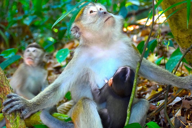 FAMILY JUNGLE TOUR: Orangutan Trek (4-hours hike) by EcoTravel Bukit Lawang - Ethics and guide behavior: what “leave no trace” means in practice