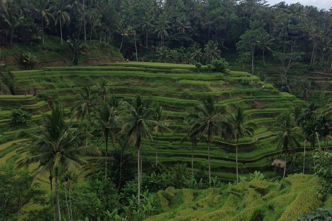 Favorite Sites of Ubud Daytrip - Getting to Ubud: two-way transfers with direct Kuta pickup