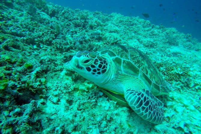 From Gili Trawangan & Gili Air Snorkeling Trip Sharing & Private - Key Things That Make This Snorkeling Trip Worth Your Time