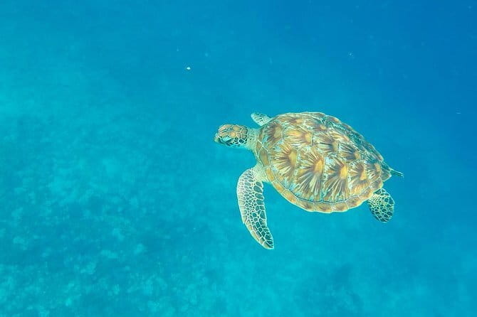 From Gili Trawangan & Gili Air Snorkeling Trip Sharing & Private - Glass-Bottom Boat Setup: Seeing the Reef Before You Swim