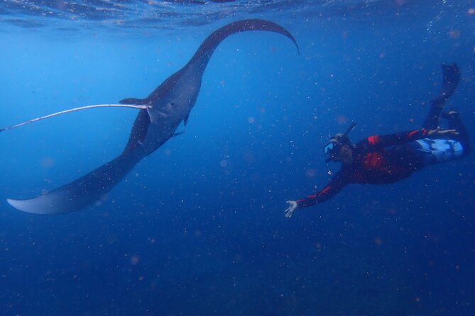From Lembongan: Snorkeling Day Trip to Nusa Lembongan & nusa Penida island - Why Nusa Lembongan and Nusa Penida fit a half-day snorkel plan