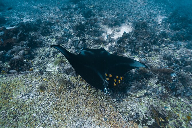 Full-Day Adventure Tour to komodo Island with join Speed Boat tur - What the Best Reviews Really Point To: Organization, Crew, and the Variety of Stops