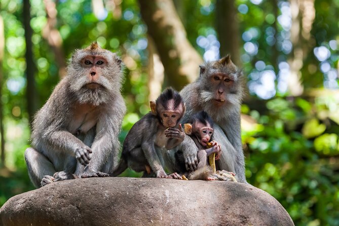 Full Day Best of Ubud Private Tour - Price, included value, and what you should budget