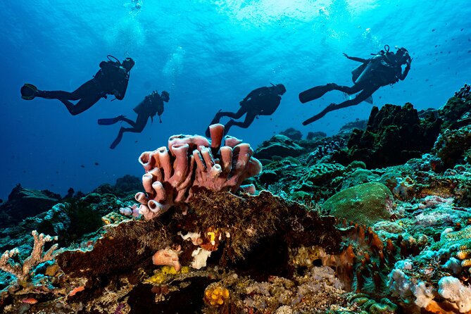 Full-Day Discover Scuba Diving Tour for Beginners in Tulamben - Coral Garden: Your Easier “First Look” at Marine Life
