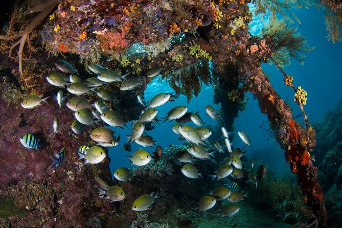 Full-Day Discover Scuba Diving Tour for Beginners in Tulamben - USS Liberty Wreck: Why This Stop Is the Big Deal