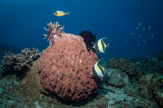 Full-Day Discover Scuba Diving Tour for Beginners in Tulamben - Price and Value: What You’re Really Paying For