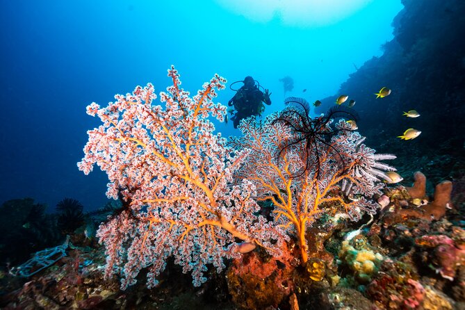 Full-Day Discover Scuba Diving Tour for Beginners in Tulamben - Who This Works Best For (and Who Might Rethink It)