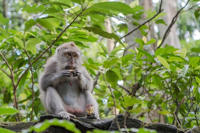 Full Day Kintamani Volcano View and Ubud Village Tour - Ubud Monkey Forest: How to Survive the Safari Without Losing Your Stuff
