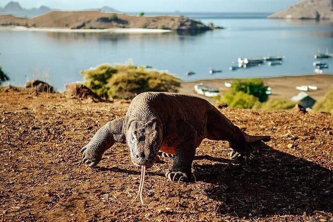 Full Day Komodo Tour With Hey Bali Info Visit 6 Spot - Speedboat pace and the reality of a 10 to 11 hour day