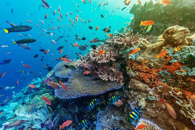 Full-Day Nusa Penida Snorkeling Adventure from Bali - Small-Group Energy (Max 12) and Guides Who Actually Help