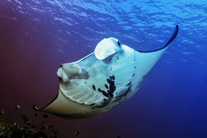 Full-Day Nusa Penida Snorkeling Adventure from Bali - Price and Value: Is $125 Worth It for This Much Included?